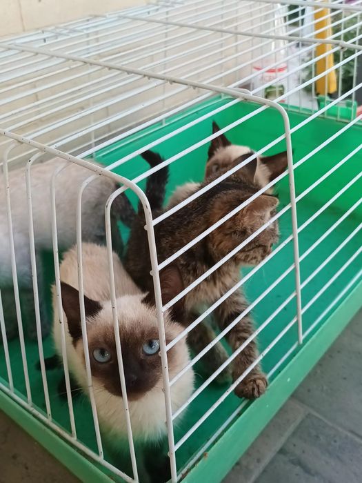 Отдам котят бесплатно