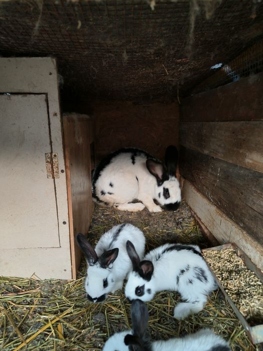 Femela fluture cu 5 pui