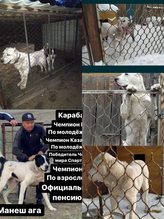 Щенки будущие тяжи.