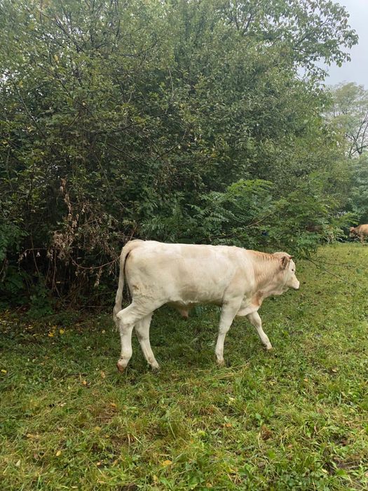 Vand taurași  Au vastra intre 6 luni si 1 an