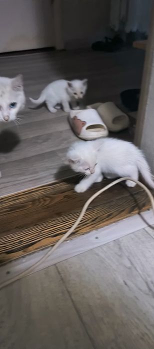 Отдадим хороших белых котят