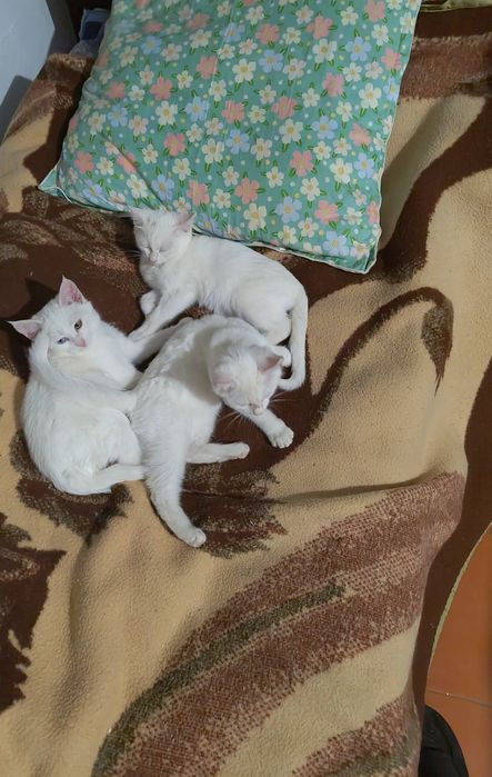 Као Мани,Лапуски мои