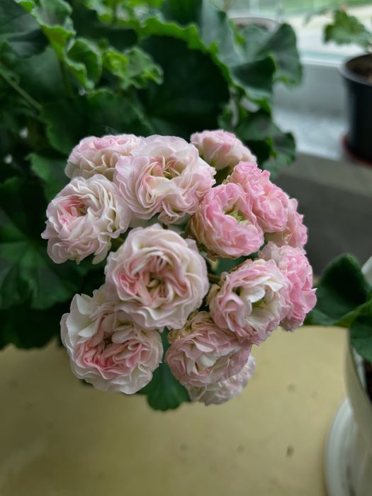 Продам черенки сортовых пеларгоний