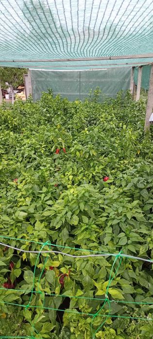 Течен органичен тор с микроорганизми НПК Био Бленд Микробиал