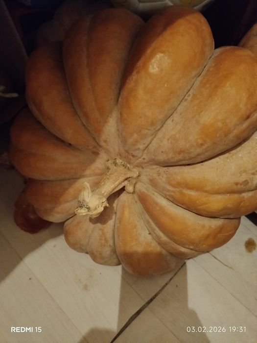 Тыква из бакчы вкусный