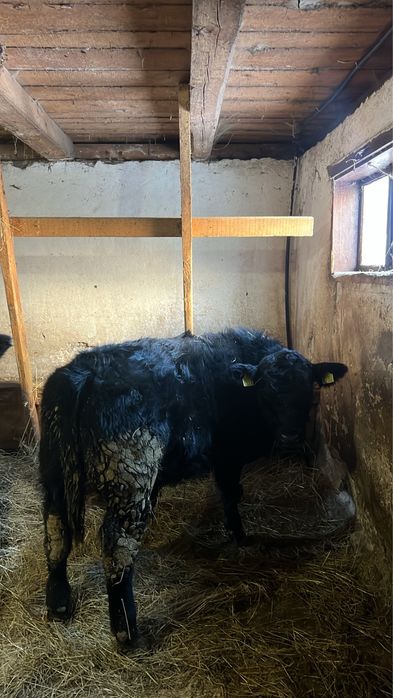 Vând vacă cu tot cu vițel