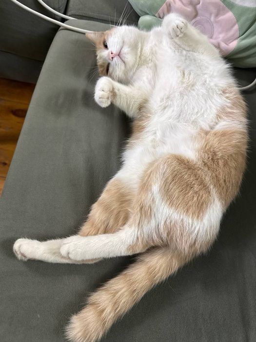 Отдам кошку в добрые руки