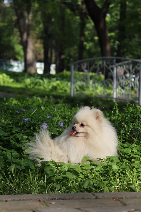 Шпиц миник кобель