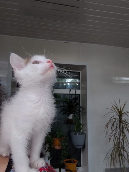 Отдам котика в добрые руки
