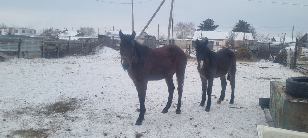 Продаётся лошадь