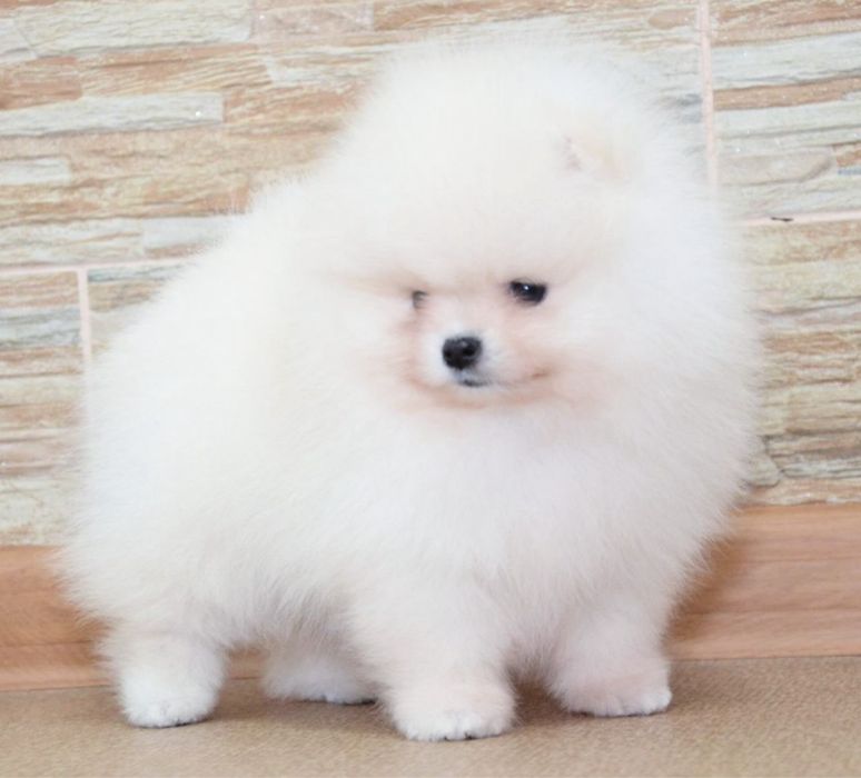 Fetita pomeranian mini/toy!