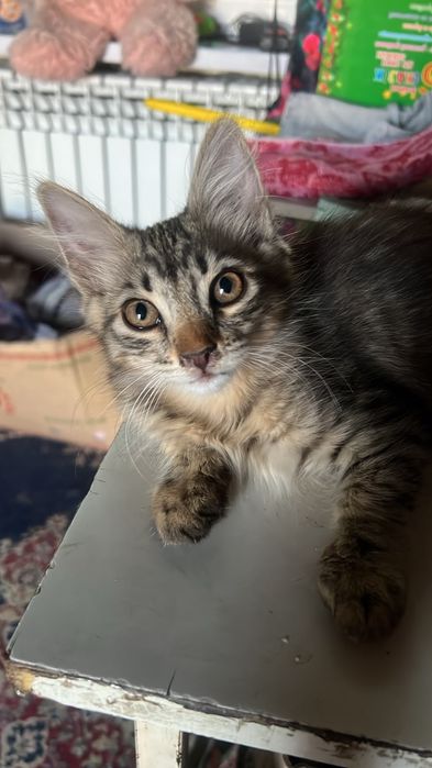 Котята.Мылые хвостики ищут дом.