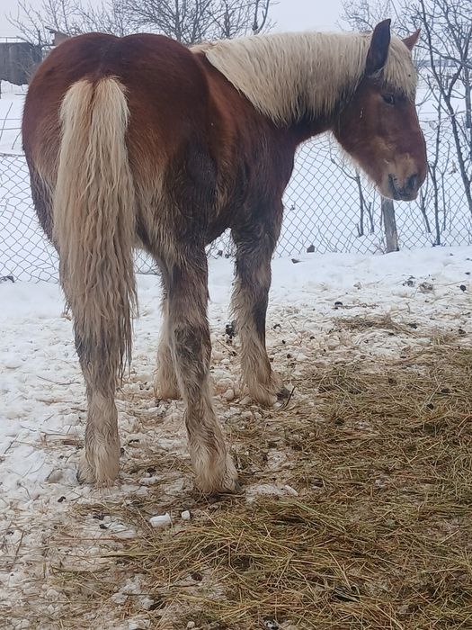 Manz greu de 10 luni