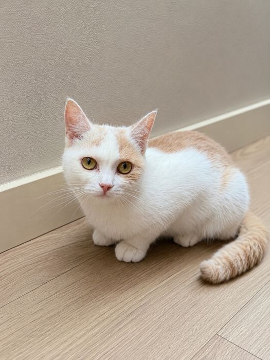 Отдам кошку стерилизованна. Кличка Яна. 8 месяцев