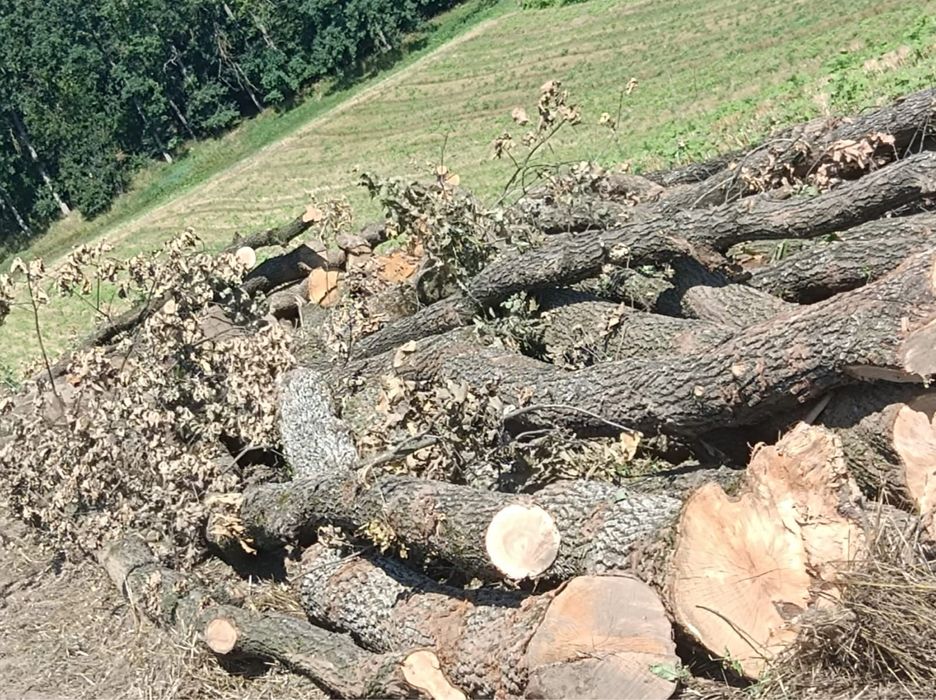 Vand lemne de foc stejar