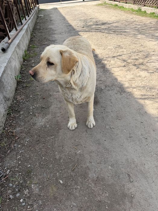 Продаю Лабрадора