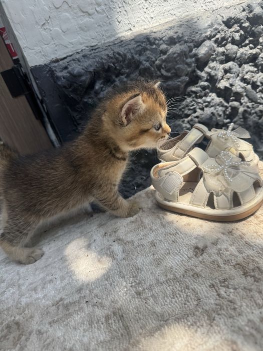 Serebristiy Shinshilla bolalari sotiladi