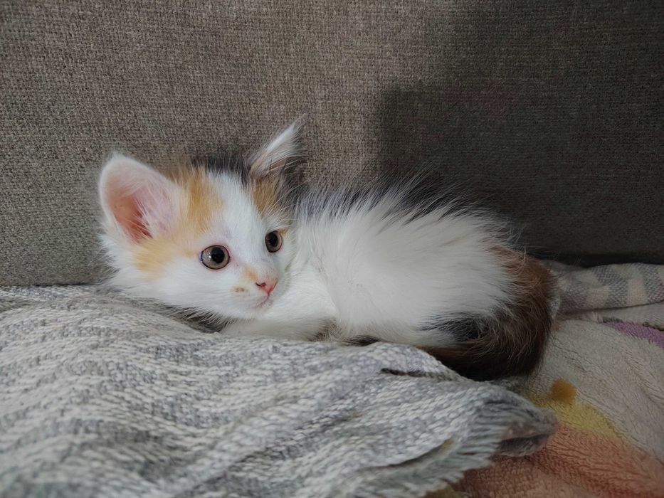 Котенок от турецкой ангоры