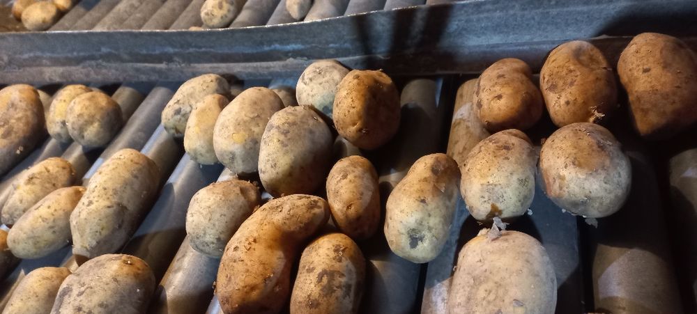 Продам Картофель