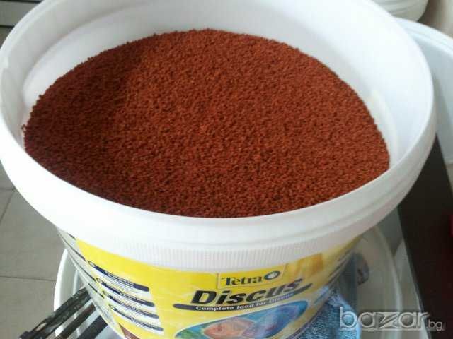 Tetra discus (Германия)