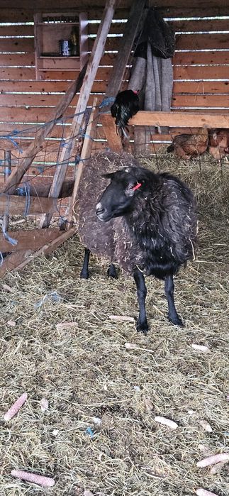 De vanzare berbeci Romanov