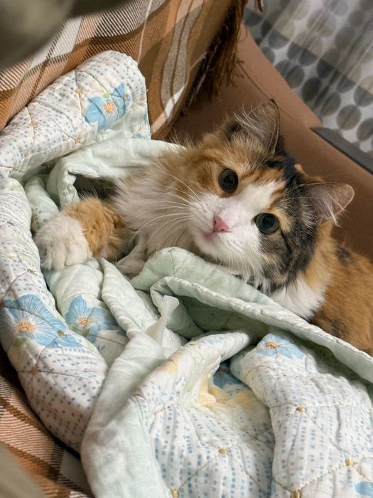 Трехцветная кошка