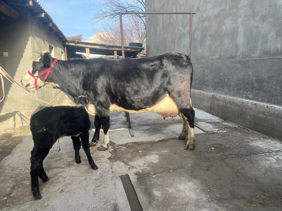 Бұзаулы сиыр сатылады