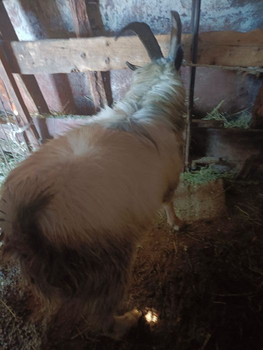 2 жасар серке сатам