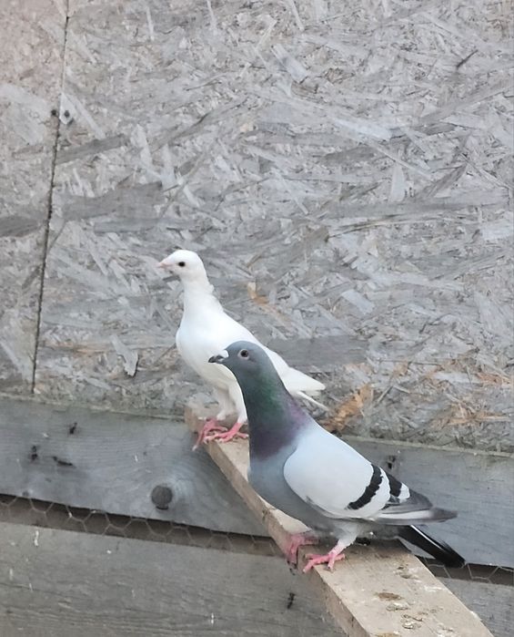 Vând porumbei de ornament și voiajori