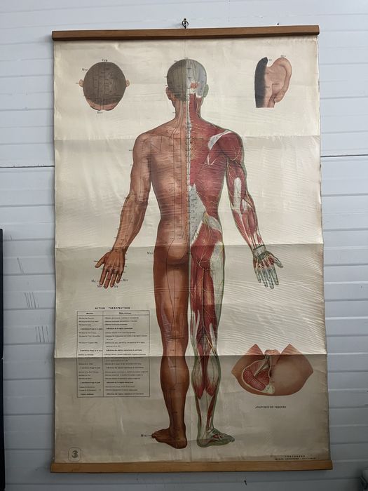 Planse Anatomie Acupunctura 12 bucati