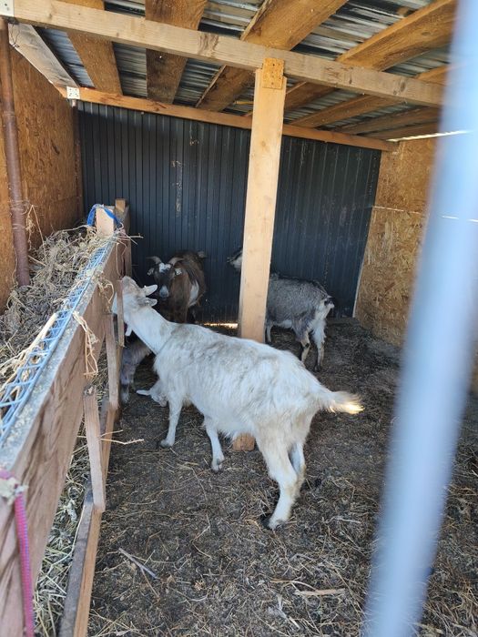 Capre pe lapte 2 fatate urmeaza si a 3a