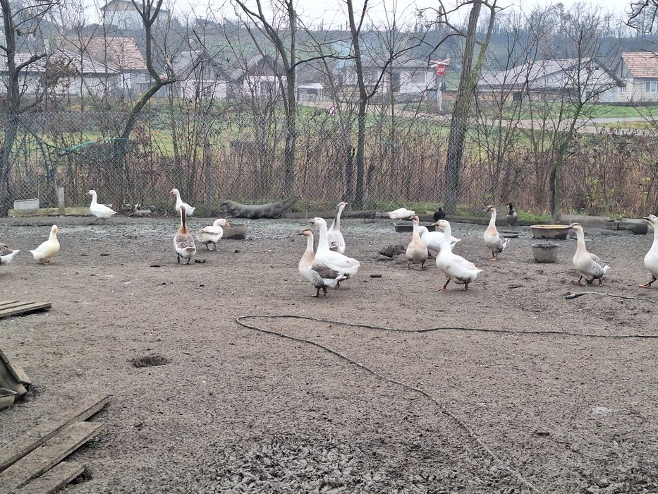 Gâște și rățoi de vânzare