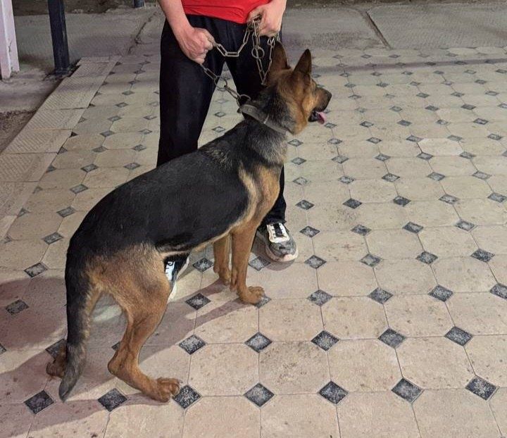 Чисто Немический афчарка