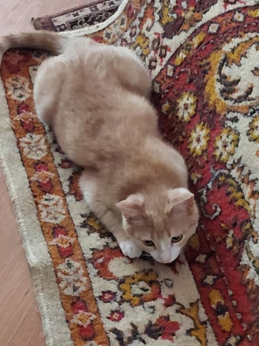 Отдадим в добрые руки