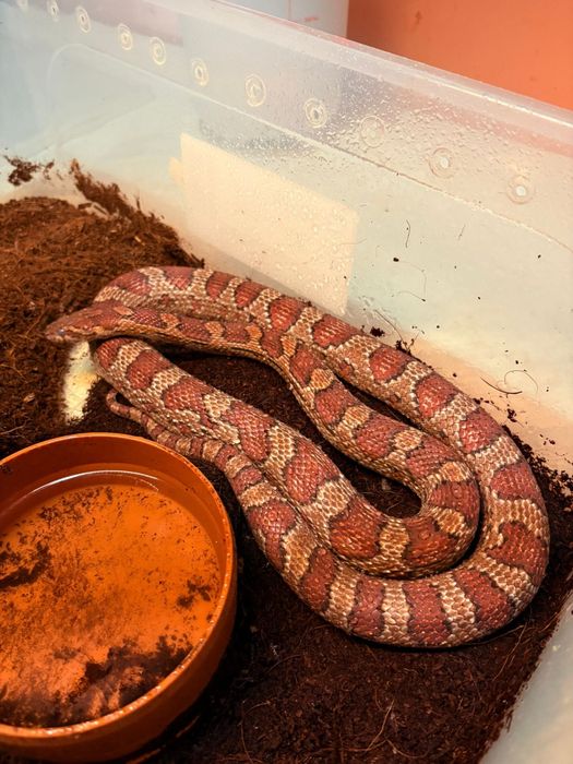Corn snake cauta casa noua