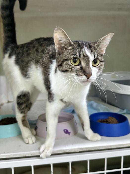 Кошечка Мисси тщет жом