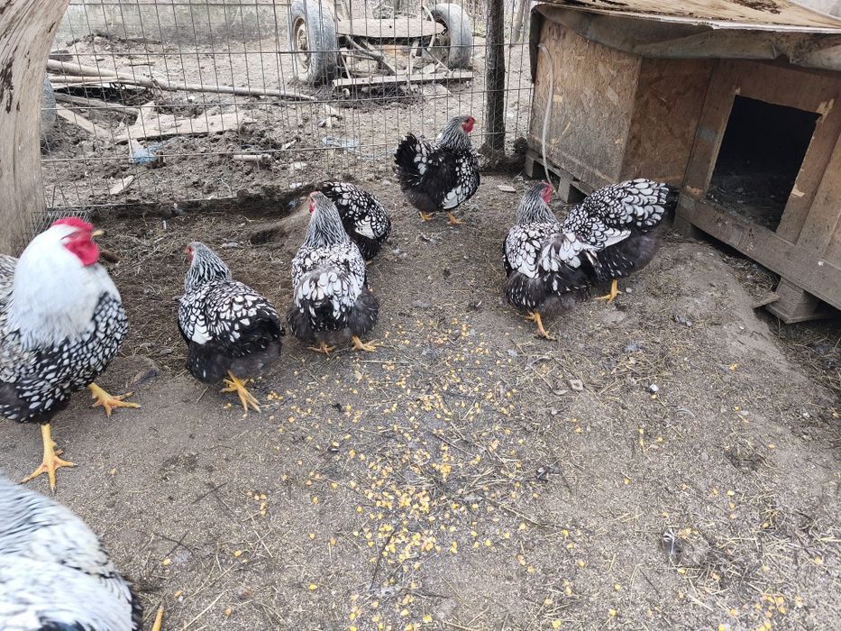 Oua de incubat Wyandotte