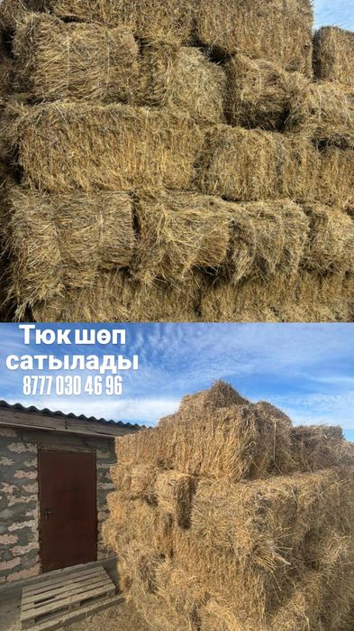 Шөп сатылады Түк шт 2000