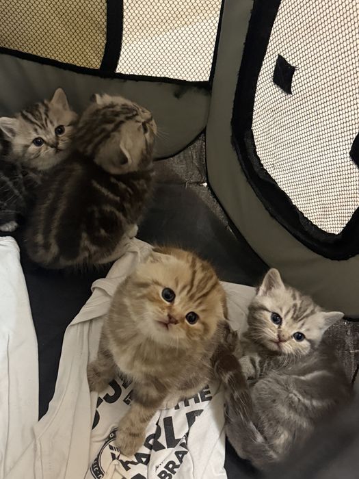 Продам шотладских котят