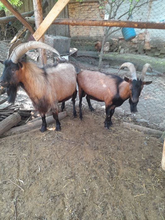 Țapi alpin francez
