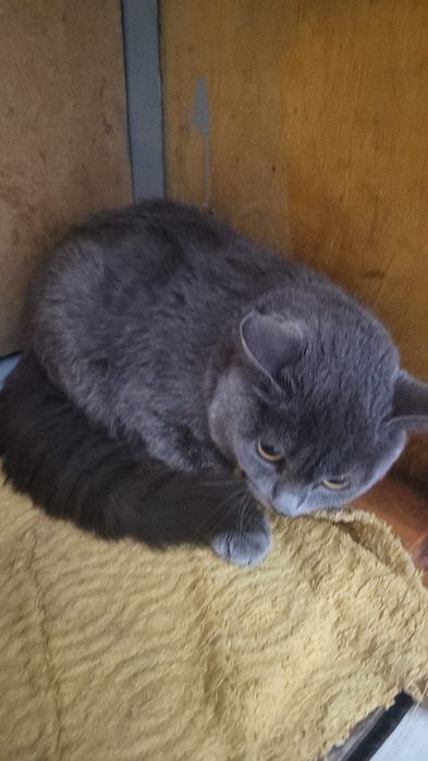 Отдаем хороший руки