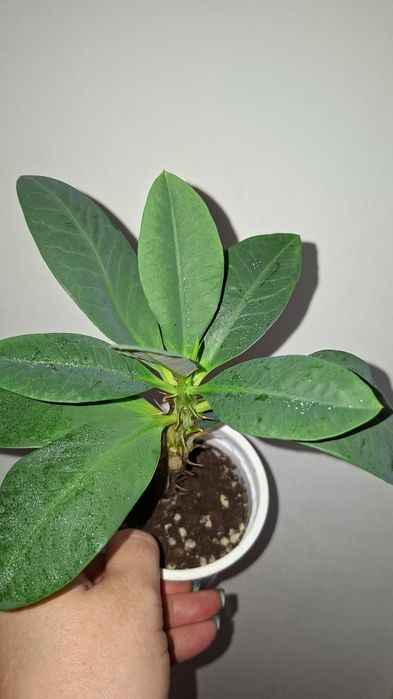 Продам молочай Миля