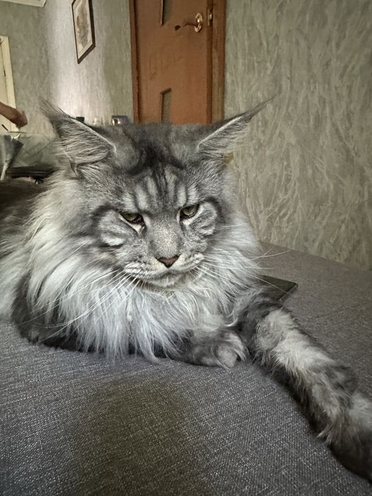 Кот породы  Мейн-кун.Вязка.