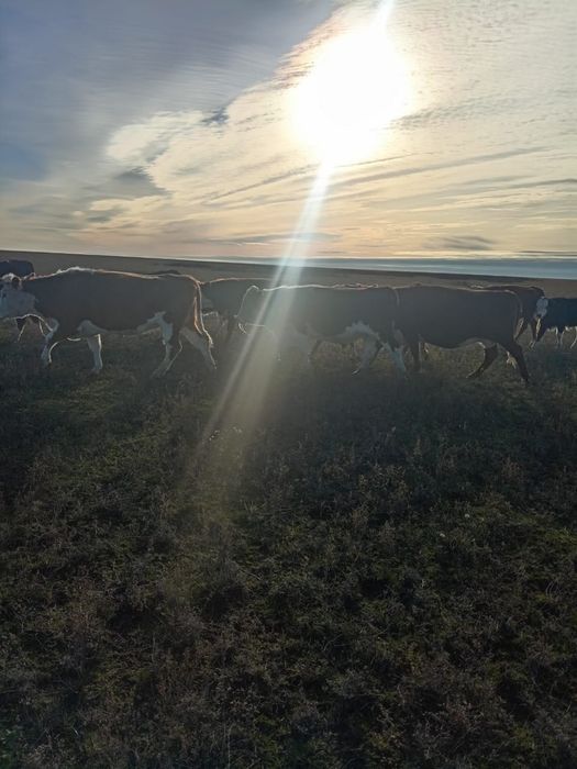 1.5 жастык букалар