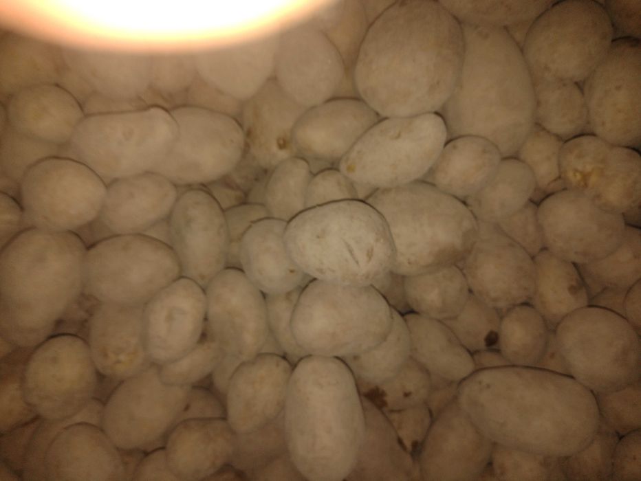 Cartofi de sămânță și de mâncat