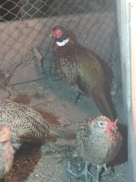 Продам фазанов .