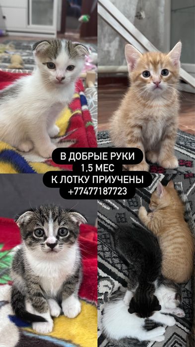 Котята 1,5 мес в добрые руки