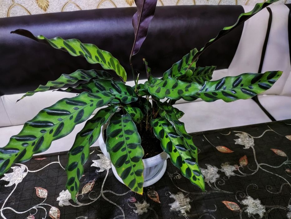 Комнатные растения. Доставка