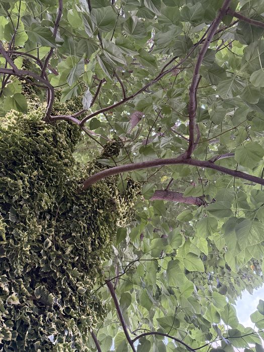 Copac paulownia pentru lemn