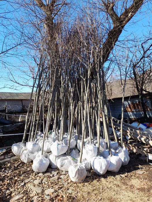 Copaci ornamentali platan mesteacăn tei artar